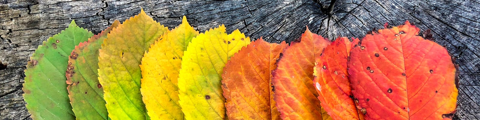 fall savings