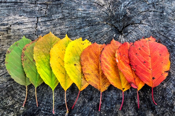 Fall Savings